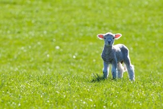 lente1