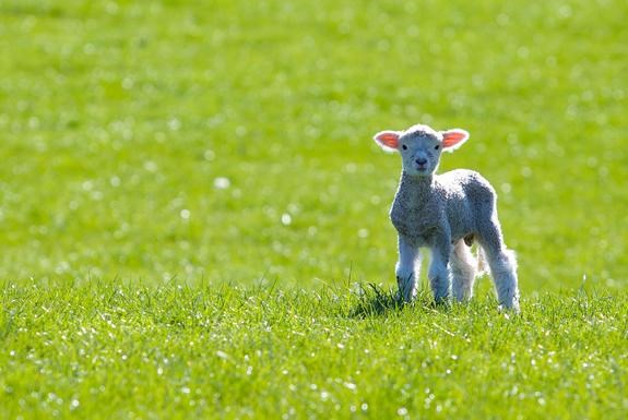 lente1