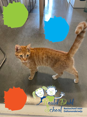 kat (1)